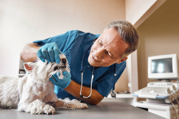 Best Same-Day Emergency Dentist in De Leon Springs, FL